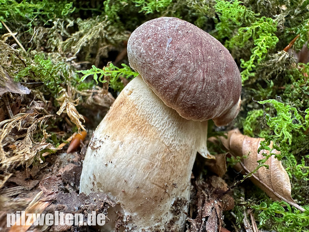 Kiefernsteinpilz, Rothütiger Steinpilz, Boletus pinophilus