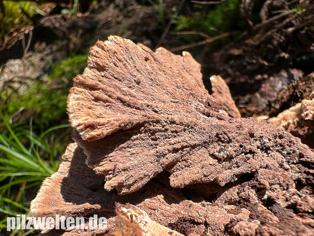 Gemeiner Erdwarzenpilz, Thelephora terrestris