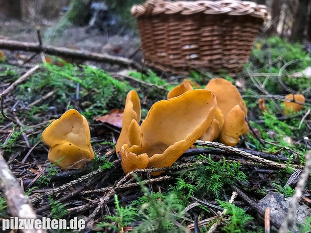 Hasenohrbecherling, Otidea leporina