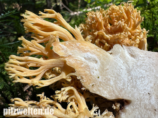 Gebirgskoralle, Largents Korallenpilz, Ramaria largentii