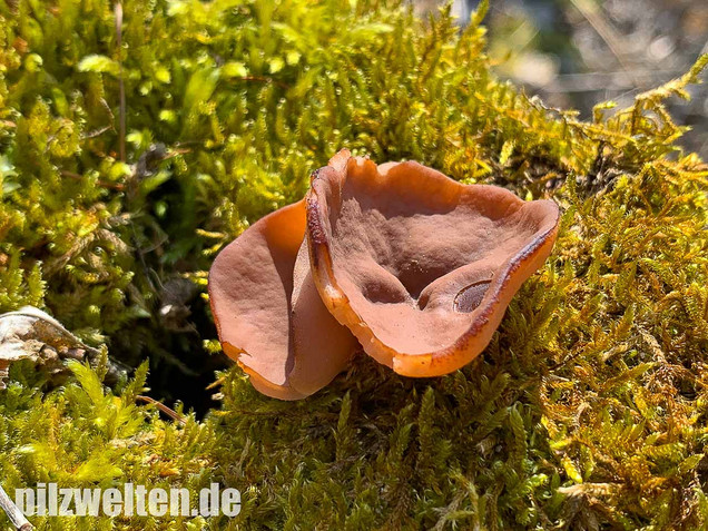 Scheibchenlorchel, Gyromitra ancilis