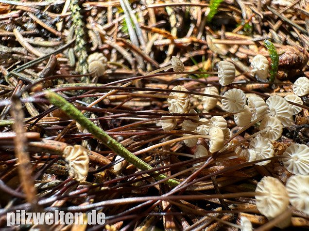 Nadelstreu-Käsepilzchen, Käsepilzchen, Marasmius wettsteinii