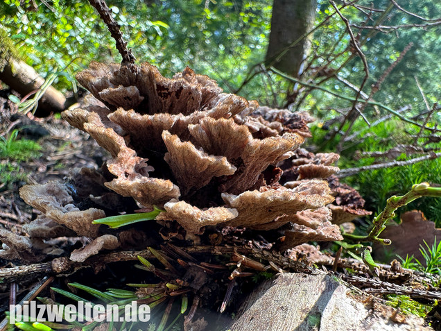 Gemeiner Erdwarzenpilz, Thelephora terrestris