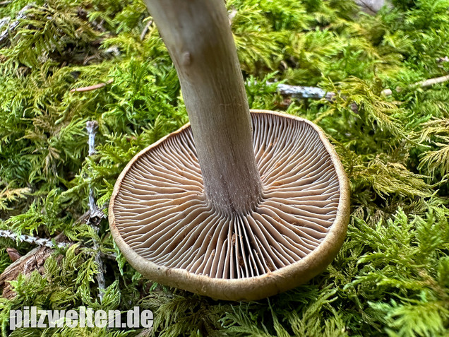 Olivgelber Schleimkopf, Cortinarius subtortus