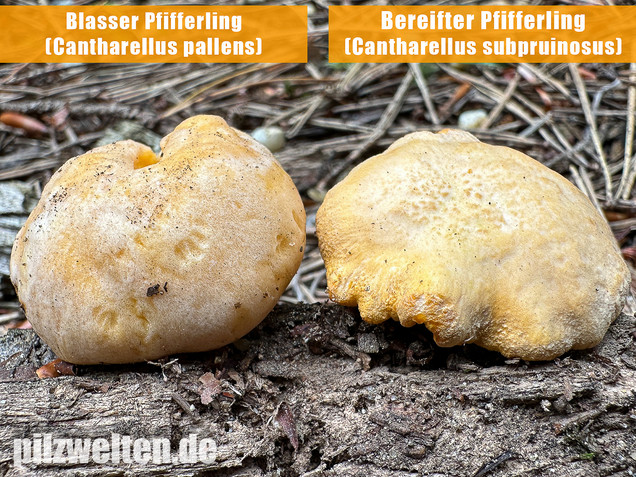 Bereifter Pfifferling, Blasser Nadelwaldpfifferling, Cantharellus subpruinosus