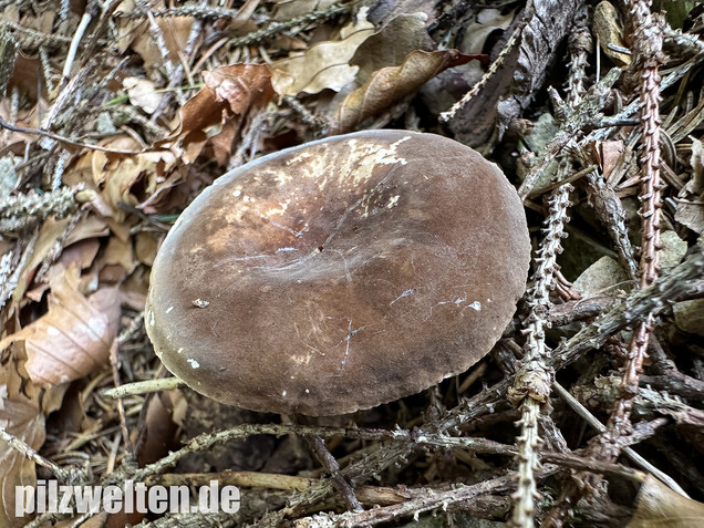 Pechschwarzer Milchling, Lactarius picinus