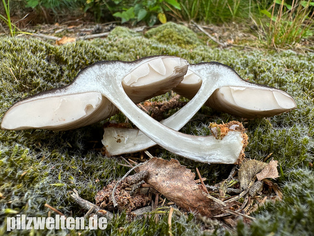 Schwarzschneidiger Dachpilz, Pluteus atromarginatus