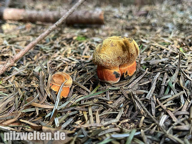 Flockenstieliger Hexenröhrling, Neoboletus erythropus