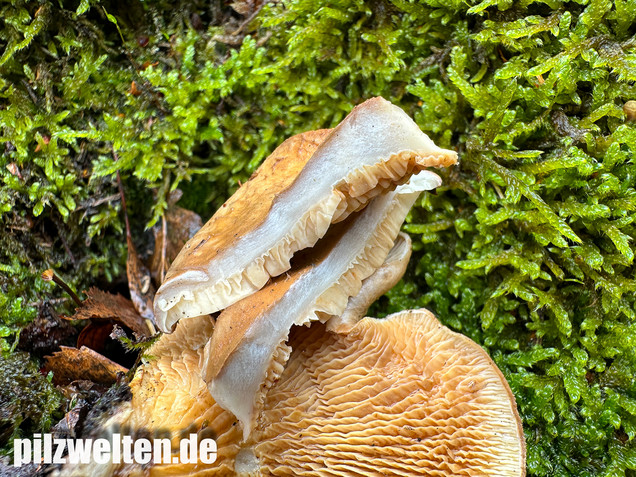 Muschelkrempling, Grubenschwamm, Tapinella panuoides