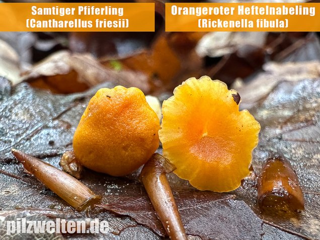 Orangeroter Heftelnabeling, Gelber Moosnabeling, Rickenella fibula