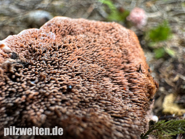 Scharfer Korkstacheling, Blutender Korkstacheling, Hydnellum peckii