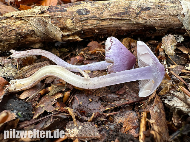 Violetter Risspilz, Lilaseidiger Risspilz, Inocybe violacea