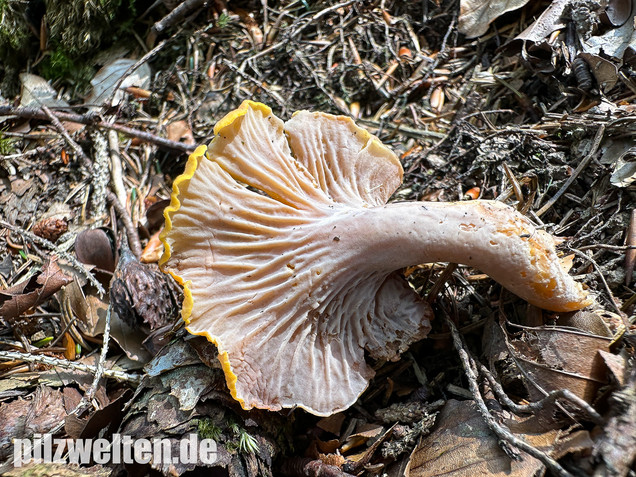 Gelbvioletter Pfifferling, Cantharellus ianthinoxanthus