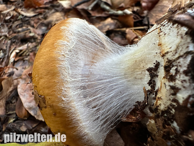 Breitknolliger Klumpfuß, Cortinarius saporatus