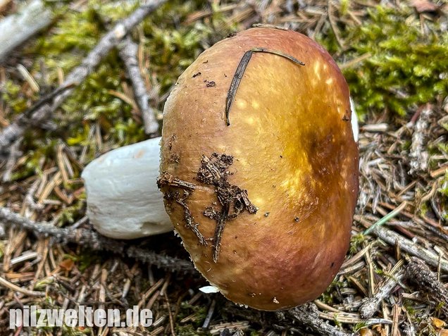 Zedernholz-Täubling, Russula badia