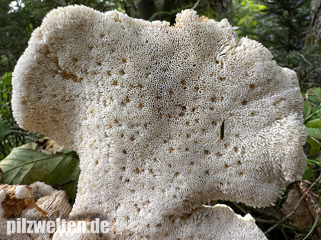 Bergporling, Bondarzewia mesenterica