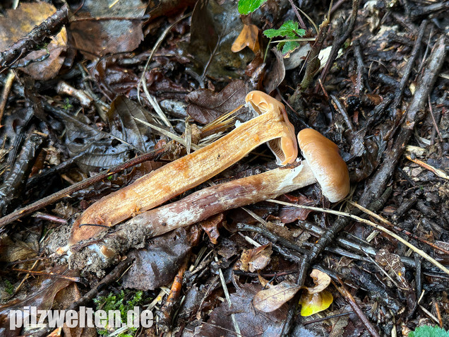 Hirschbrauner Gürtelfuß, Cortinarius hinnuleus