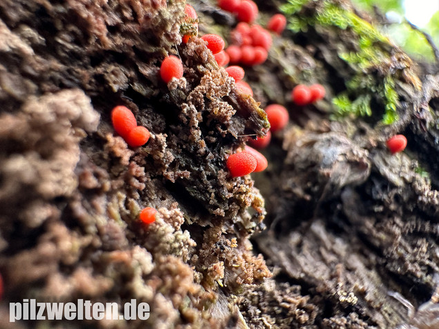 Konischer Blutmilchpilz, Konischer Milchstäubling, Lycogala conicum