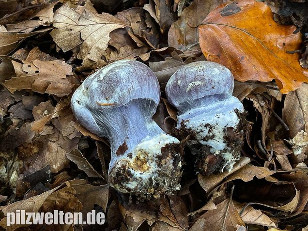 Blauer Klumpfuß, Cortinarius caerulescens