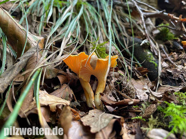 Samtiger Pfifferling, Cantharellus friesii