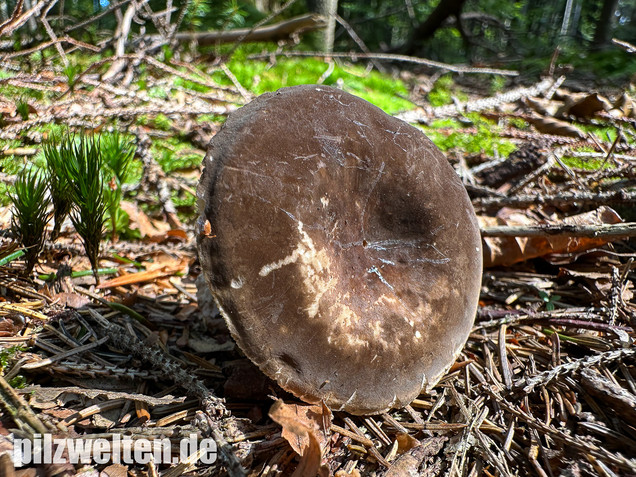 Pechschwarzer Milchling, Lactarius picinus