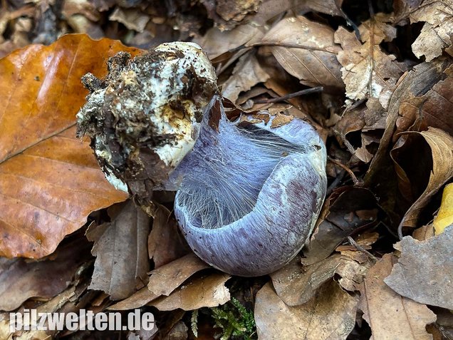 Blauer Klumpfuß, Cortinarius caerulescens