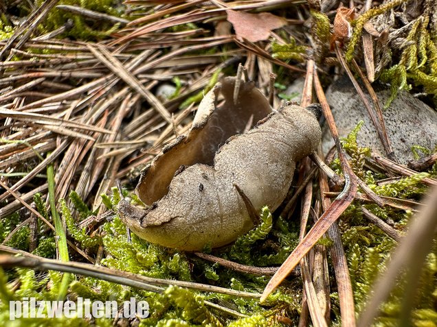 Schwarzweiße Rippen-Becherlorchel, Dissingia leucomelaena