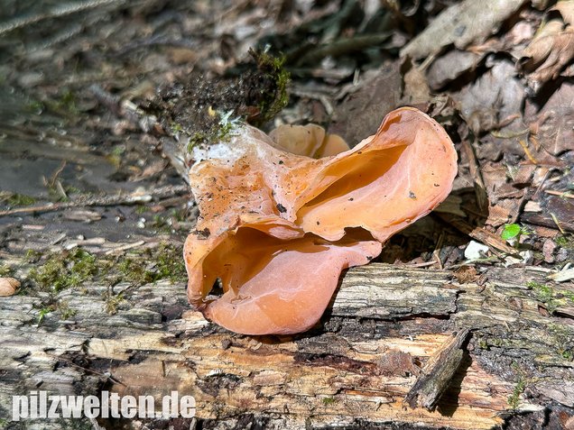 Rötlicher Gallerttrichter, Malchusohr, Guepinia helvelloides