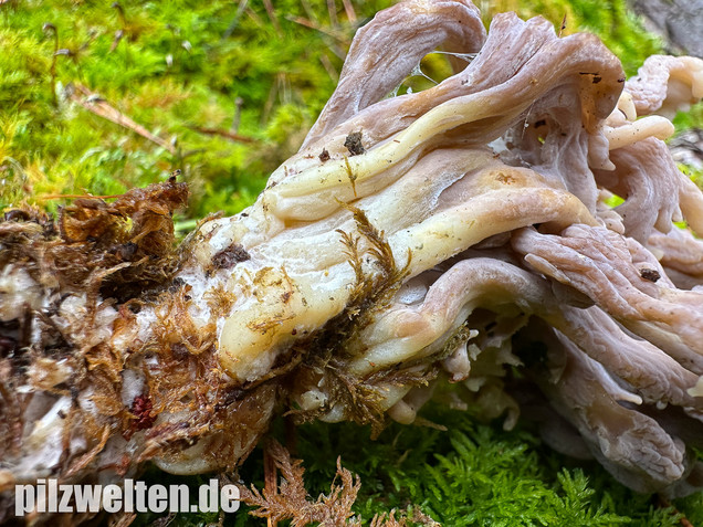 Graue Koralle, Grauer Keulenpilz, Clavulina cinerea