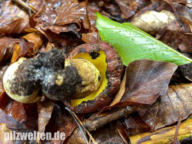 Anhängselröhrling, Butyriboletus appendiculatus