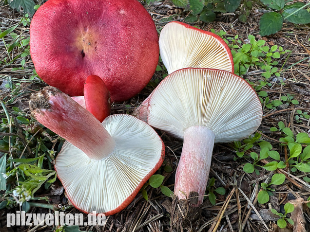 Blutroter Täubling, Bluttäubling, Russula sanguinaria