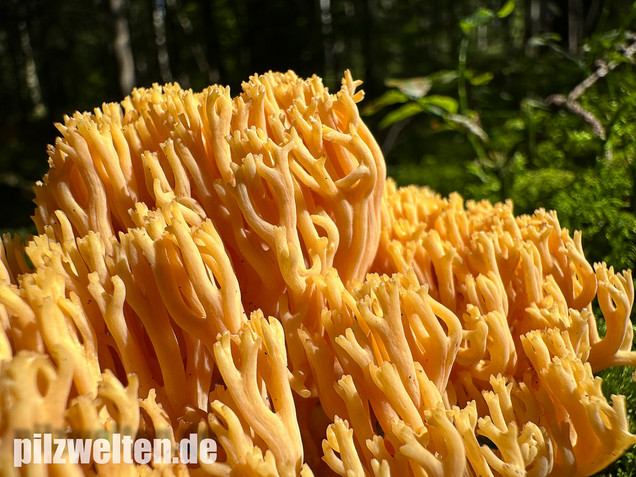 Gebirgskoralle, Largents Korallenpilz, Ramaria largentii