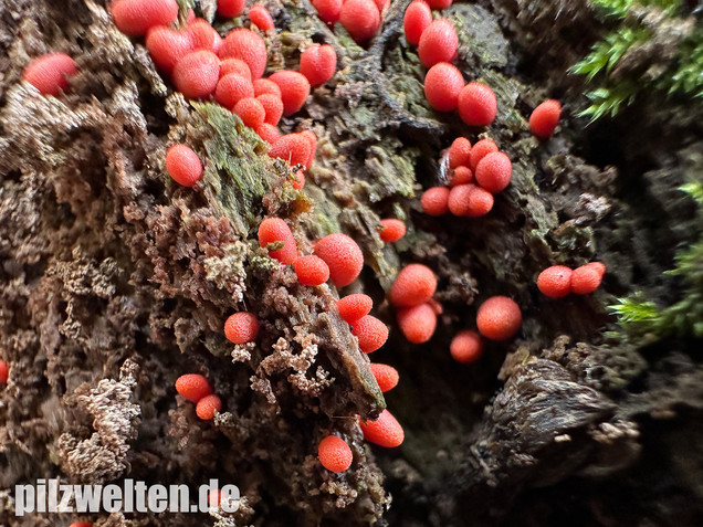 Konischer Blutmilchpilz, Konischer Milchstäubling, Lycogala conicum