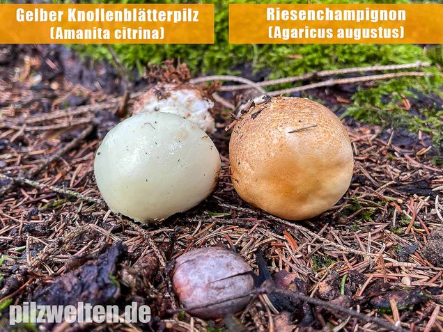 Riesenchampignon, Agaricus augustus