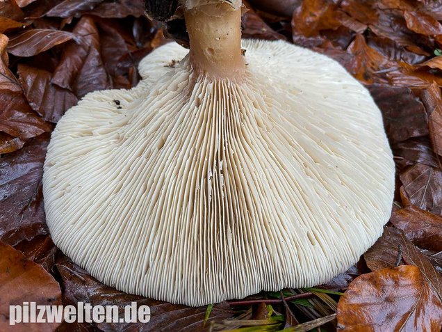 Riesentrichterling, Infundibulicybe geotropa vs. maxima