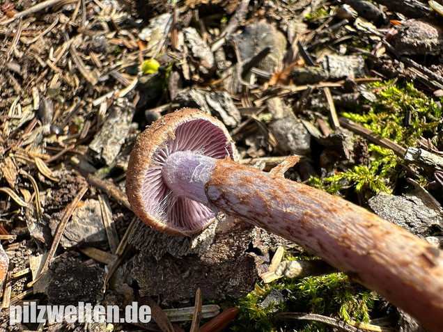 Schuppiger Dickfuß, Cortinarius pholideus