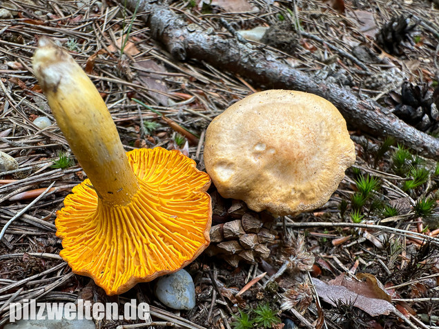 Bereifter Pfifferling, Blasser Nadelwaldpfifferling, Cantharellus subpruinosus