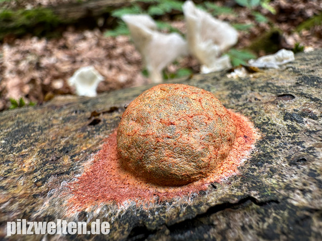 Gelboranger Schleimpilz, Rotoranger Schleimpilz, Fuligo leviderma