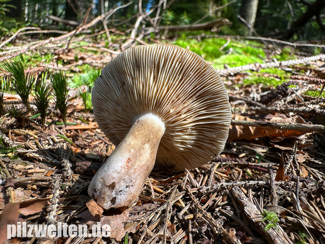 Pechschwarzer Milchling, Lactarius picinus