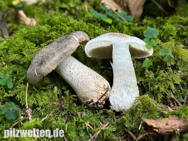 Seidiger Tigerritterling, Tricholoma filamentosum