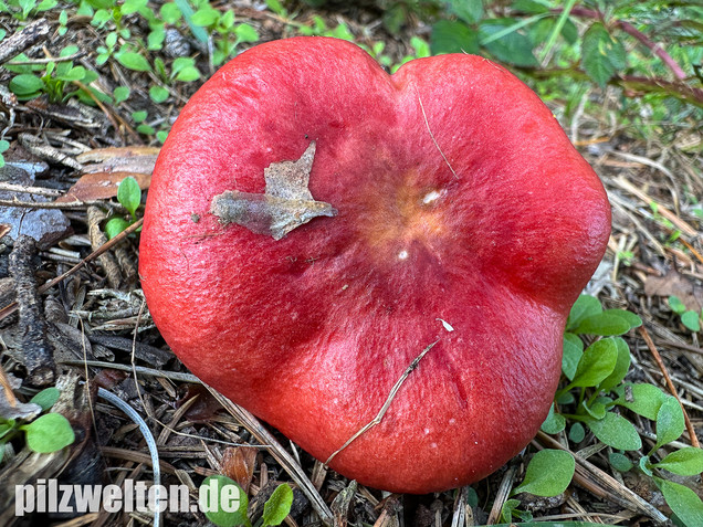 Blutroter Täubling, Bluttäubling, Russula sanguinaria