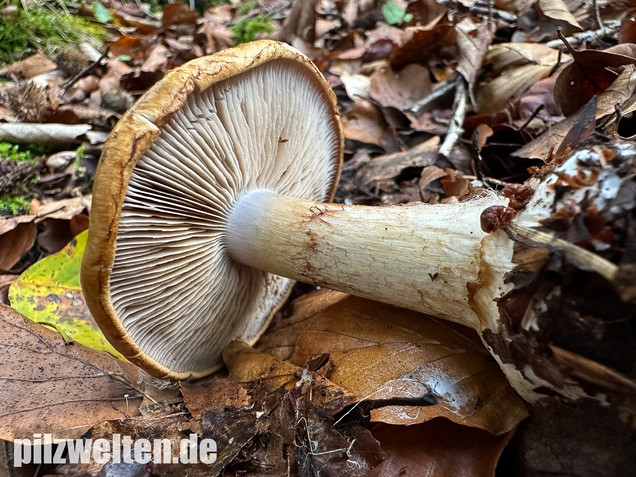 Breitknolliger Klumpfuß, Cortinarius saporatus