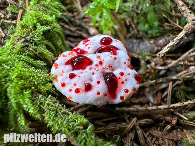 Scharfer Korkstacheling, Blutender Korkstacheling, Hydnellum peckii