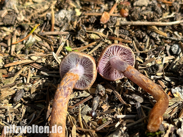 Schuppiger Dickfuß, Cortinarius pholideus