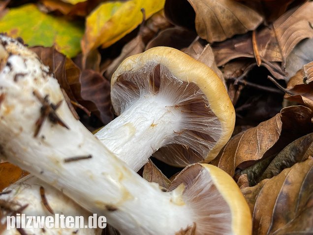 Ziegelgelber Schleimkopf, Semmelgelber Schleimkopf, Cortinarius varius