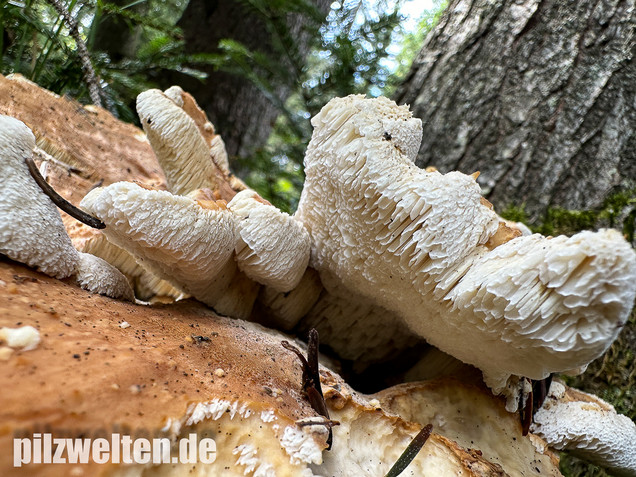 Bergporling, Bondarzewia mesenterica