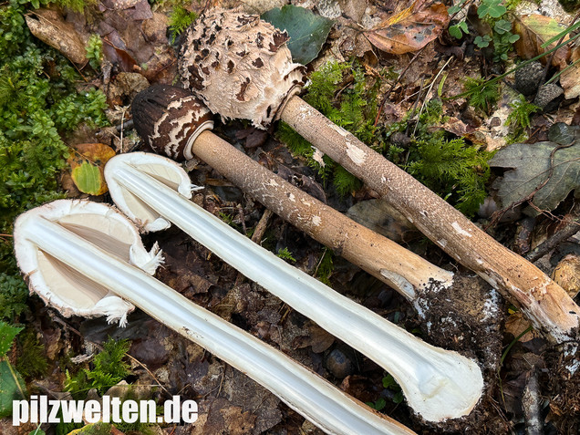 Rußbrauner Riesenschirmling, Düsterer Parasol, Macrolepiota procera var. fuliginosa