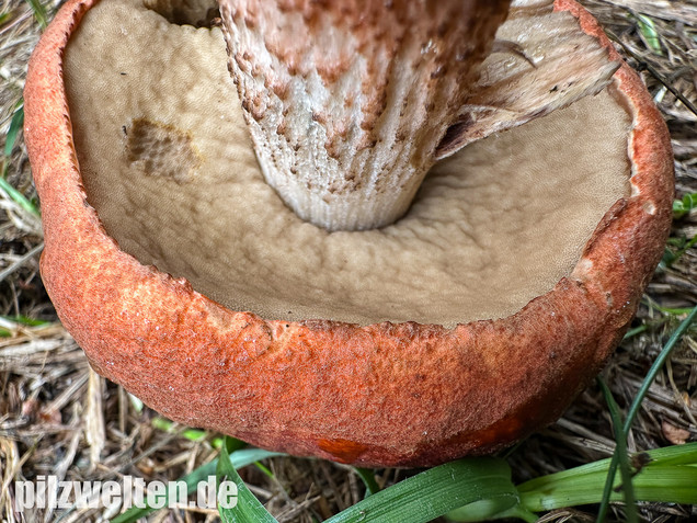 Laubwald-Rotkappe, Eichenrotkappe, Leccinum aurantiacum