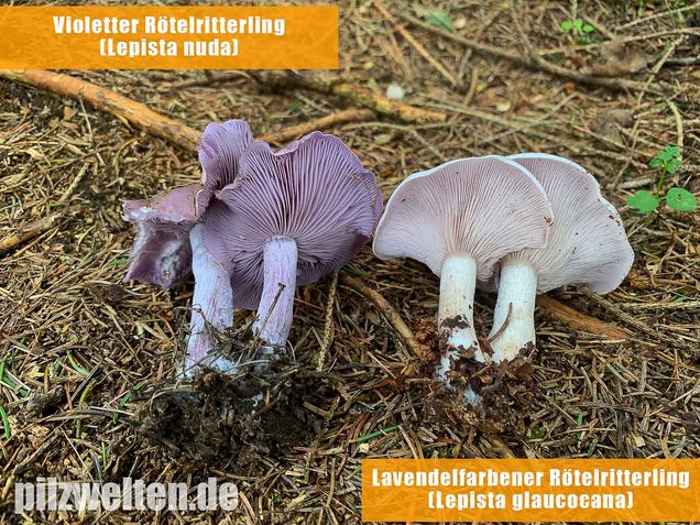 Lavendelfarbener Rötelritterling, Lepista glaucocana
