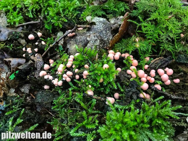 Blutmilchpilz, Lycogala epidendrum